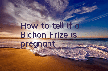 How to tell if a Bichon Frize is pregnant