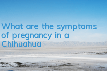 What are the symptoms of pregnancy in a Chihuahua?