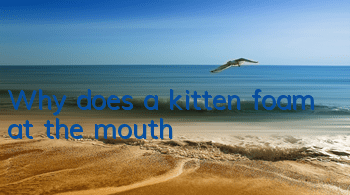 Why does a kitten foam at the mouth?