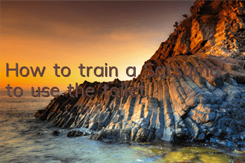 How to train a Satsuma to use the toilet