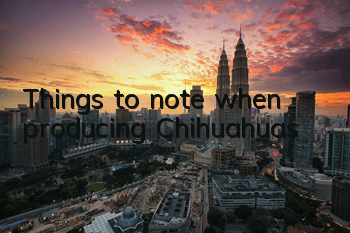 Things to note when producing Chihuahuas