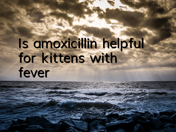 Is amoxicillin helpful for kittens with fever?