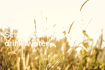 What should I do if my Schnauzer refuses to drink water?