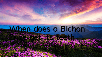 When does a Bichon Frize get its teeth?