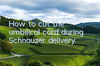 How to cut the umbilical cord during Schnauzer delivery