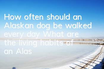 THow often should an Alaskan dog be walked every day? What are the living habits of an Alaskan dog?