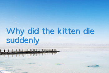 Why did the kitten die suddenly?