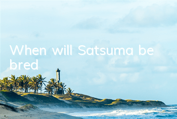 When will Satsuma be bred?
