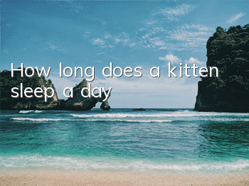 How long does a kitten sleep a day?