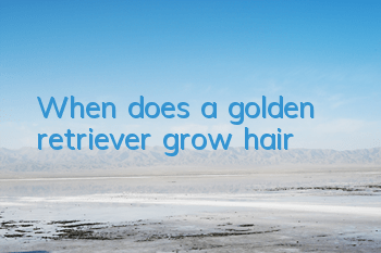 When does a golden retriever grow hair?