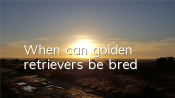 When can golden retrievers be bred?