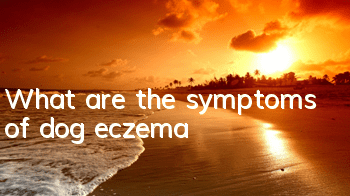 TWhat are the symptoms of dog eczema?