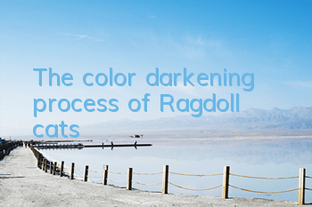 The color darkening process of Ragdoll cats