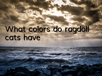 What colors do ragdoll cats have?