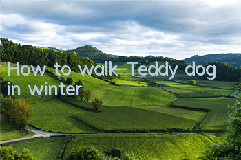 How to walk Teddy dog ​​in winter