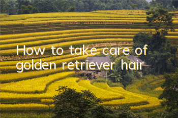 How to take care of golden retriever hair