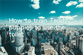 How to train Teddy puppies to use the toilet