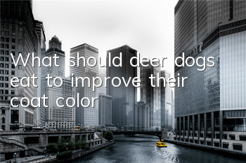 What should deer dogs eat to improve their coat color?
