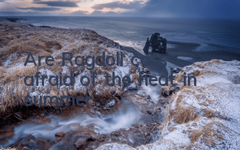 Are Ragdoll cats afraid of the heat in summer?