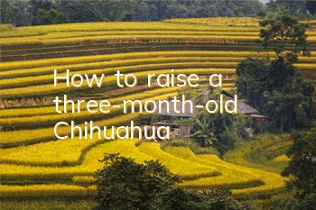 How to raise a three-month-old Chihuahua