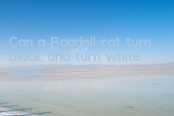 Can a Ragdoll cat turn black and turn white again?
