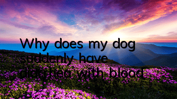 TWhy does my dog ​​suddenly have diarrhea with blood?