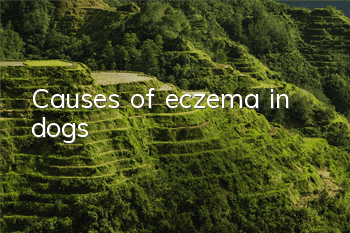 Causes of eczema in dogs