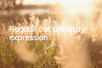 Ragdoll cat unhappy expression