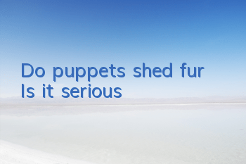 Do puppets shed fur? Is it serious?