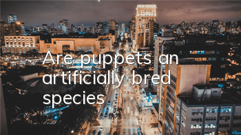 Are puppets an artificially bred species?