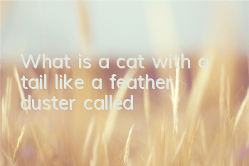 What is a cat with a tail like a feather duster called?
