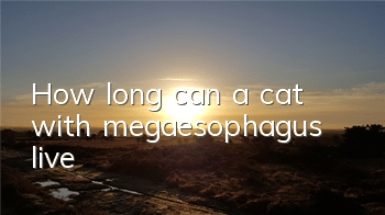 How long can a cat with megaesophagus live?