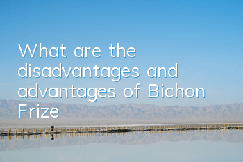 What are the disadvantages and advantages of Bichon Frize