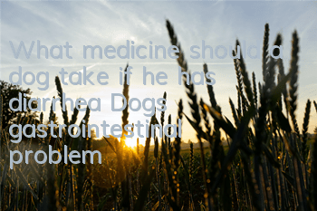 TWhat medicine should a dog take if he has diarrhea? Dog’s gastrointestinal problem!