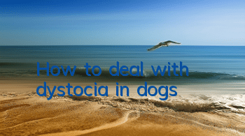 How to deal with dystocia in dogs