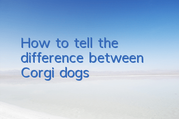 How to tell the difference between Corgi dogs