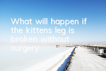 What will happen if the kitten’s leg is broken without surgery?