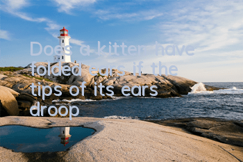 Does a kitten have folded ears if the tips of its ears droop?