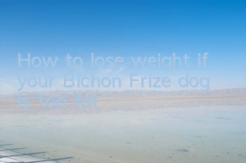 How to lose weight if your Bichon Frize dog is too fat?