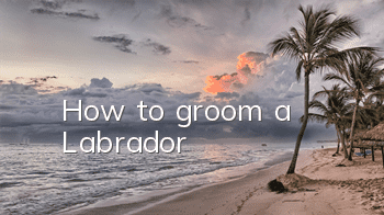 How to groom a Labrador