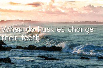 When do huskies change their teeth?