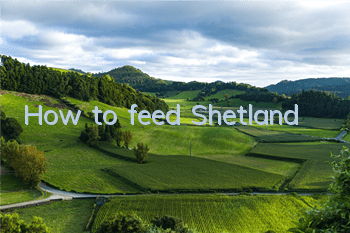 How to feed Shetland