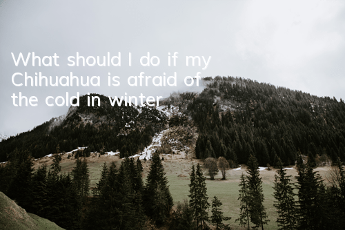 What should I do if my Chihuahua is afraid of the cold in winter?