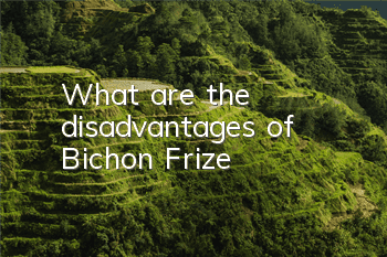 What are the disadvantages of Bichon Frize?