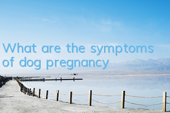 What are the symptoms of dog pregnancy?