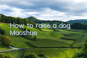 How to raise a dog Maoshun