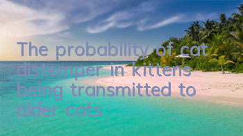 The probability of cat distemper in kittens being transmitted to older cats