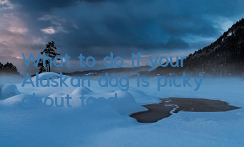 What to do if your Alaskan dog is picky about food