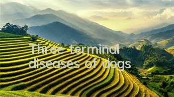 TThree terminal diseases of dogs