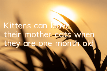 Kittens can leave their mother cats when they are one month old